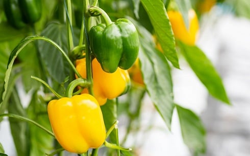 Golden Bell Peppers